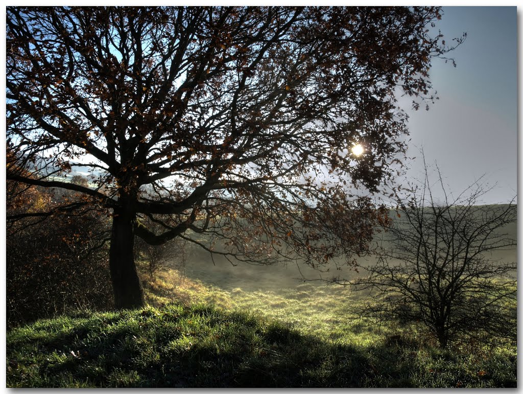 As a tree in Autumn.. by Herb Riddle