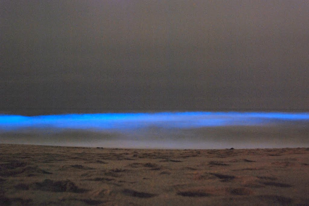 Bioluminescent waves caused by dinoflagellate Pyrocystis lunula at Montara Beach, California by Damon Tighe