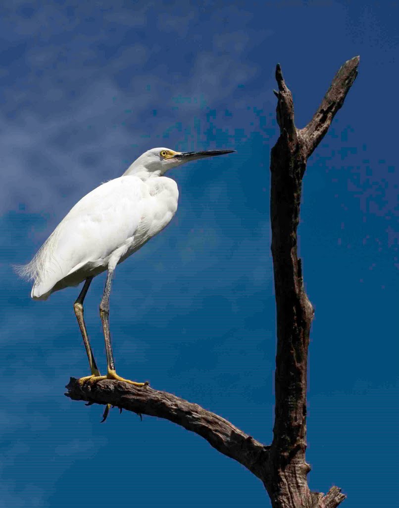 Egret, Wild Bird Center by Jackie Radford