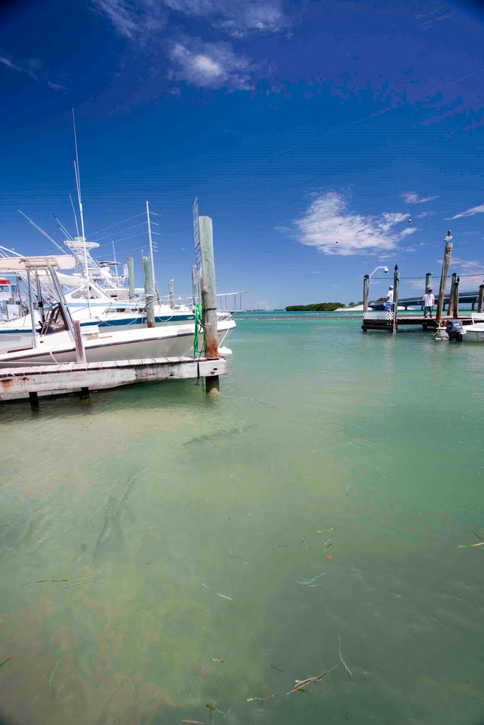 Robbie's of Islamorada by Jackie Radford