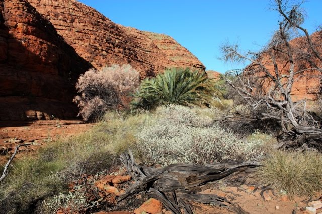 Watarrka National Park (Kings Canyon) by Stefan Grötsch