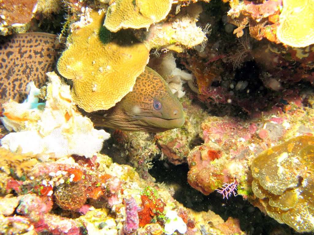 Bunaken Beach Resort, for fantastic scuba diving and snorkeling on the reefs of Bunaken Island, Photo Maarten Rutting by Bunaken Beach Resort