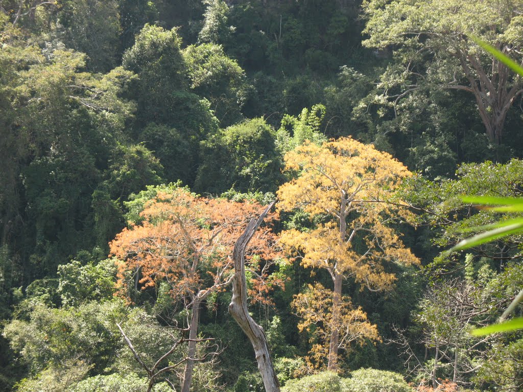 Báo hiệu Xuân về trên thác Pongour by Doan Dang