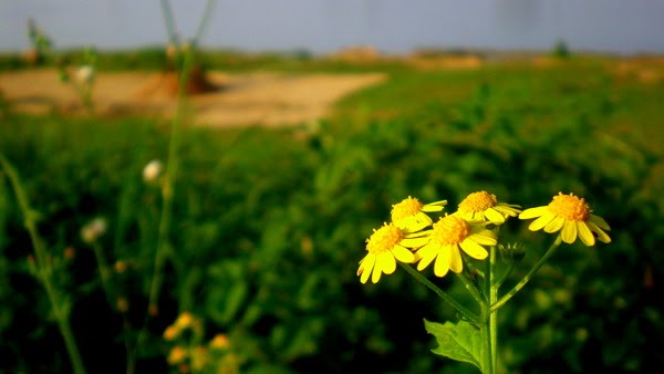 野花，wild flowers by Junior Nee