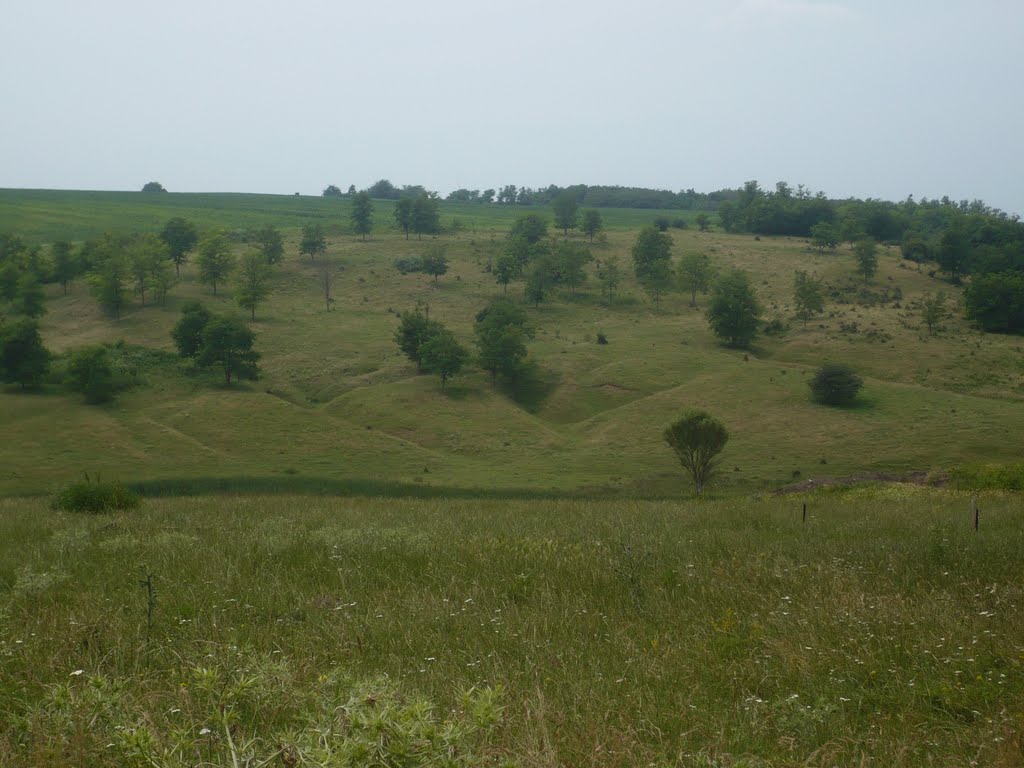 Szőkéd - akácfás legelő by O.R.