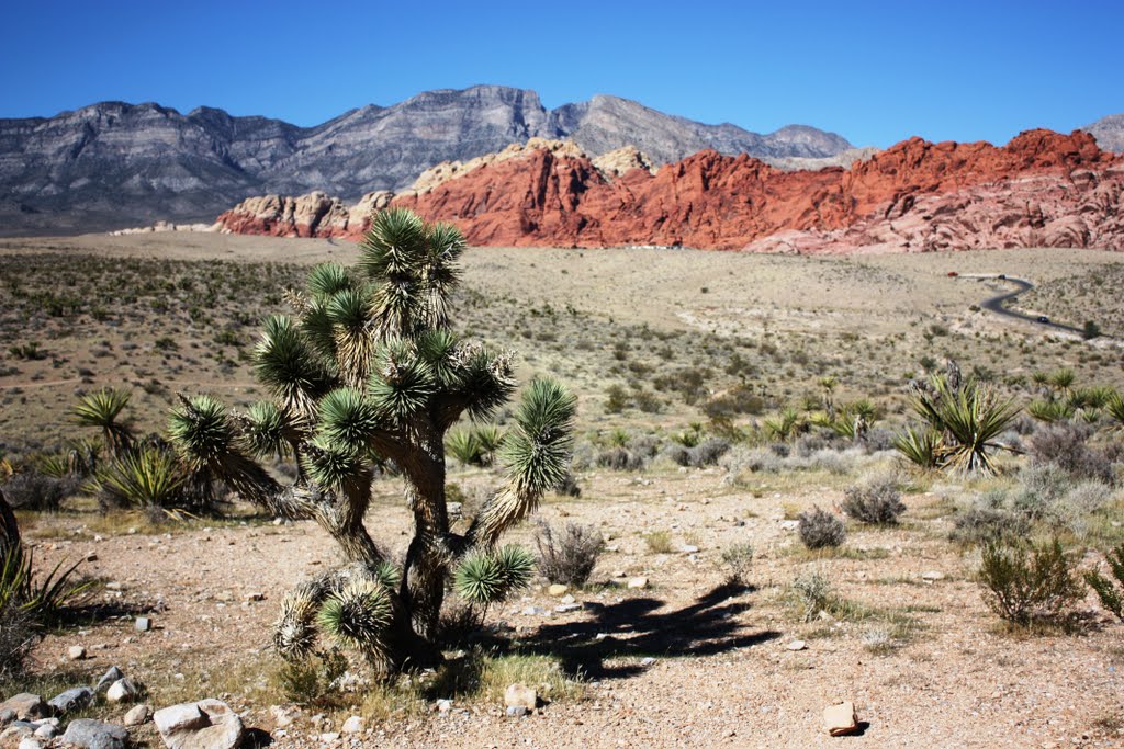 Joshua Tree in Red Rock Canyon by John McCall