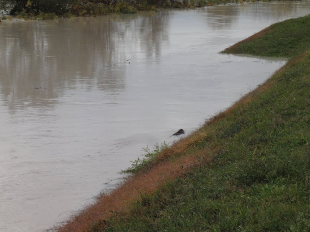 Nutria a Lorenzaga by Moho84