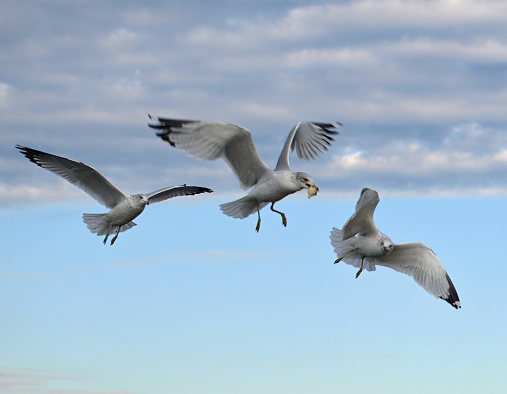 Lucky Seagull Wins the Bread of Life by Nikbrovnik