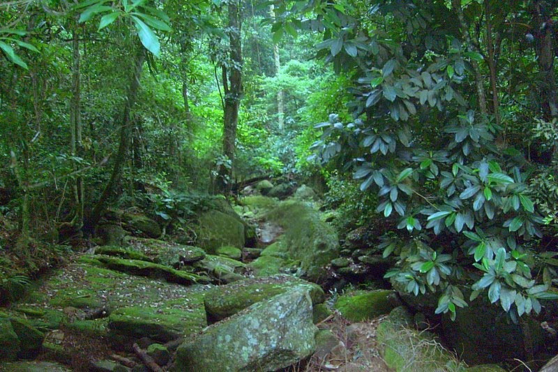 Subida da pela antiga cachoeira reserva ambiental do Camorim by Paula Lirio