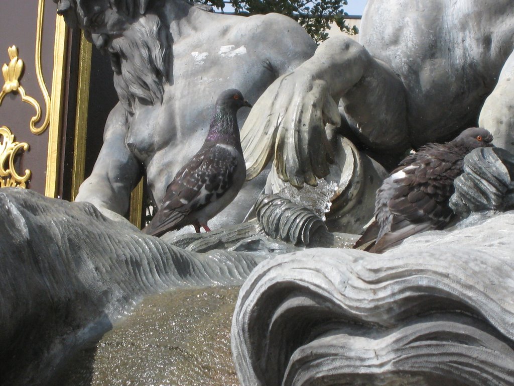 MG4 PIGEONS AU BAIN by Marc GRAINGEOT