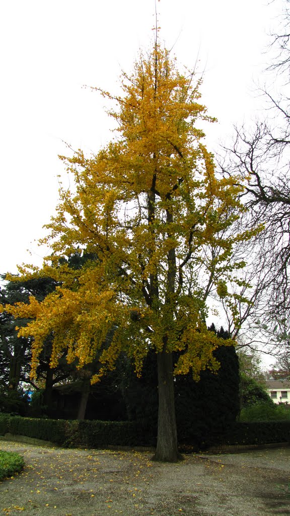 Ginkgo Biloba in herfstkleur by Symen Postema