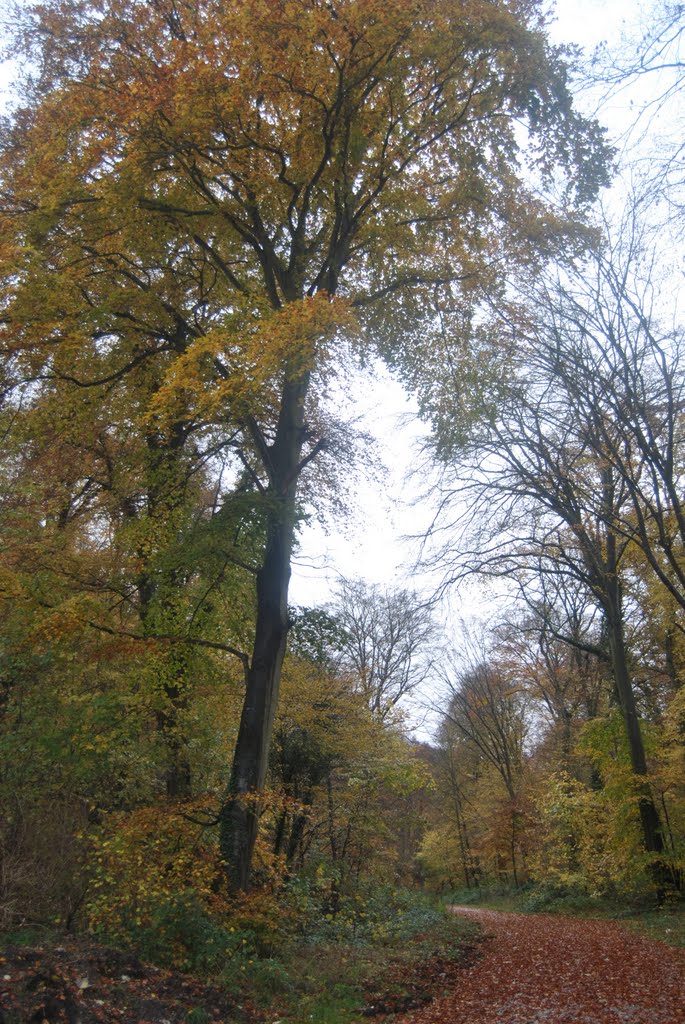 Forêt d'automne by Landry Lachèvre