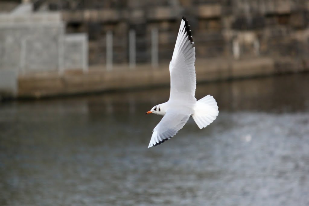 Seagull over the Vltava river by Daniel Pechr