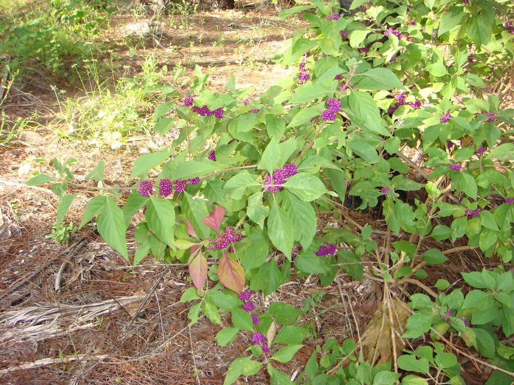 American Beautyberry by bugslayer