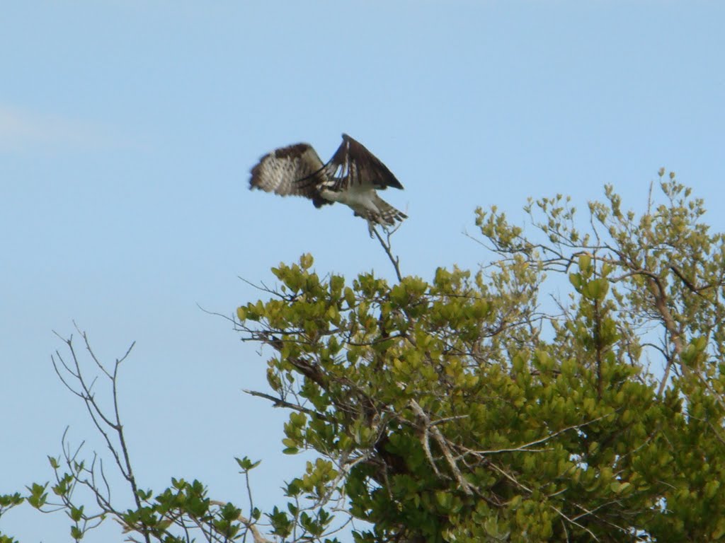 Osprey by bugslayer