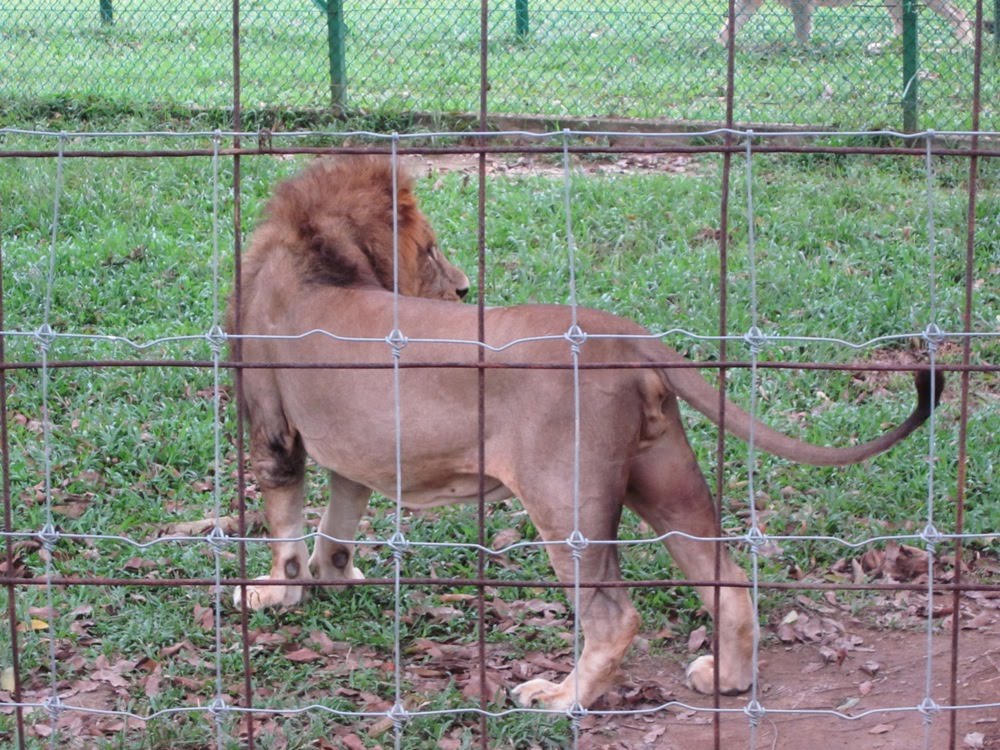 Lion in Safari by seman82