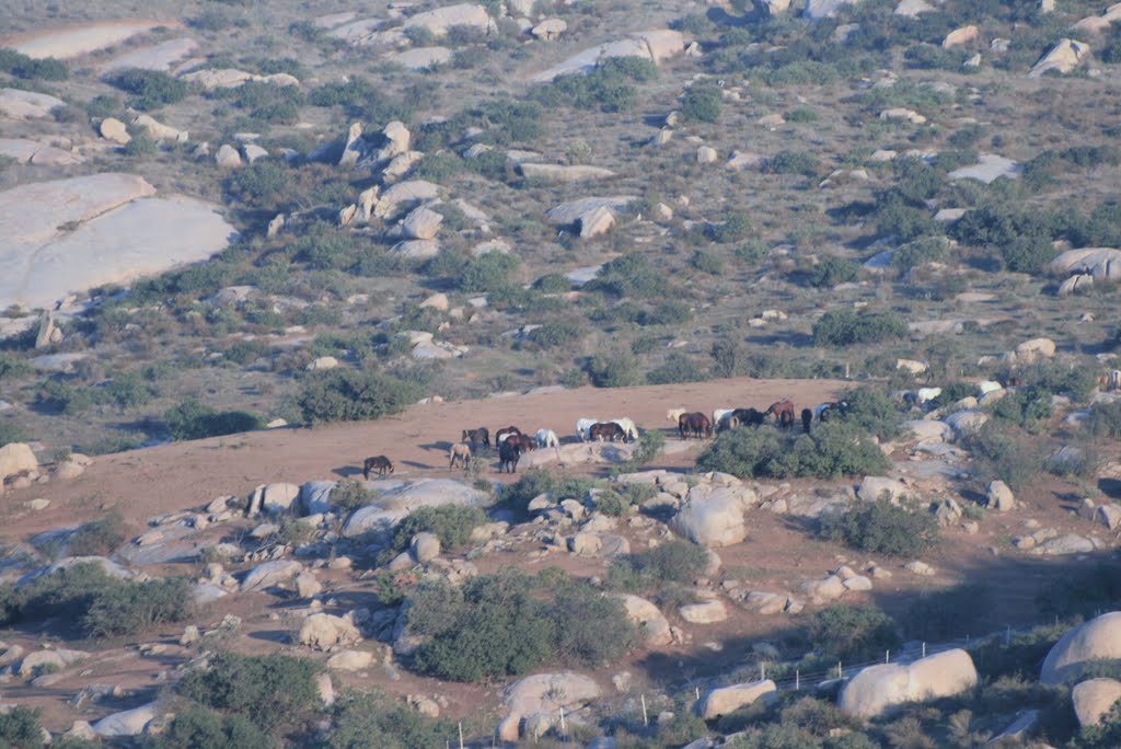 MANADA DE CABALLOS CERCA DEL REPRESO EL CARRIZO by CHARMAR