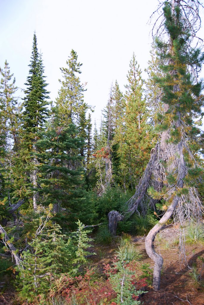 Ridge Top Forest by Rich McCrea