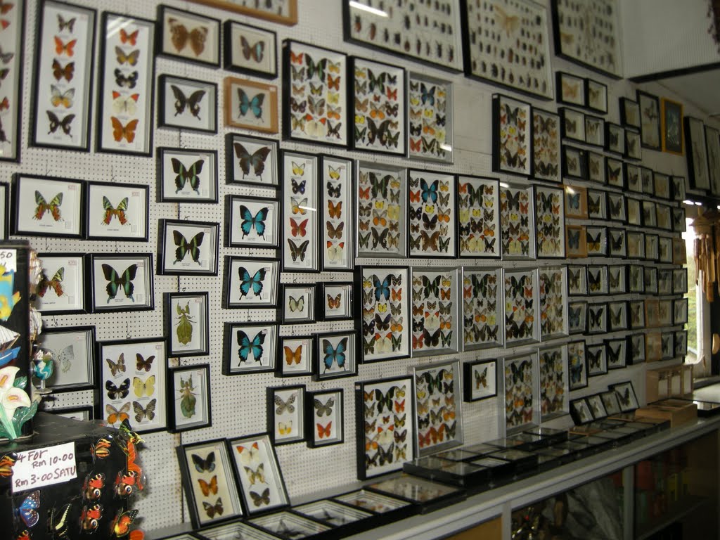 Butterfly Farm by yumiko yamauchi