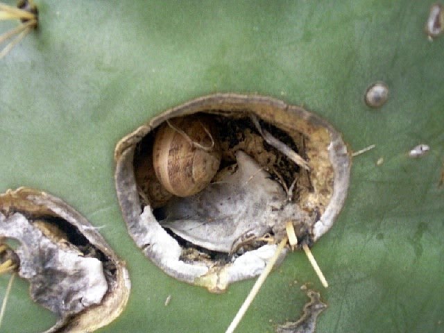 France : Hyères Parc Olbius : snail in cactus by tinawaldo