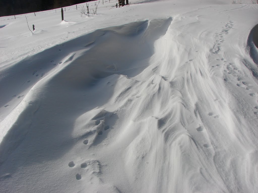 Route forestière des rochires sous la neige...belles promenades en raquettes et surtout calme absolu. by marie reine