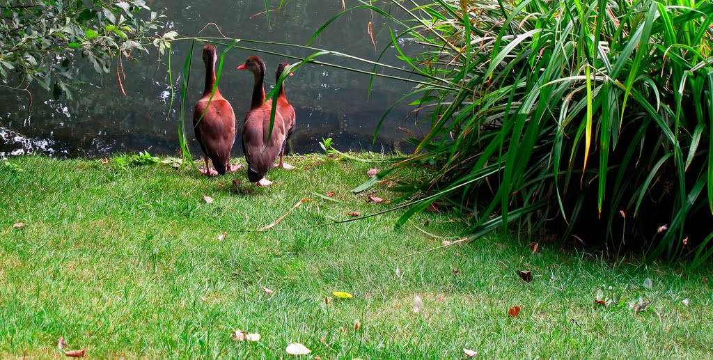 'Black-bellied Whistling Ducks'. Wetlands Centre, Barnes, W. London. by brian gillman