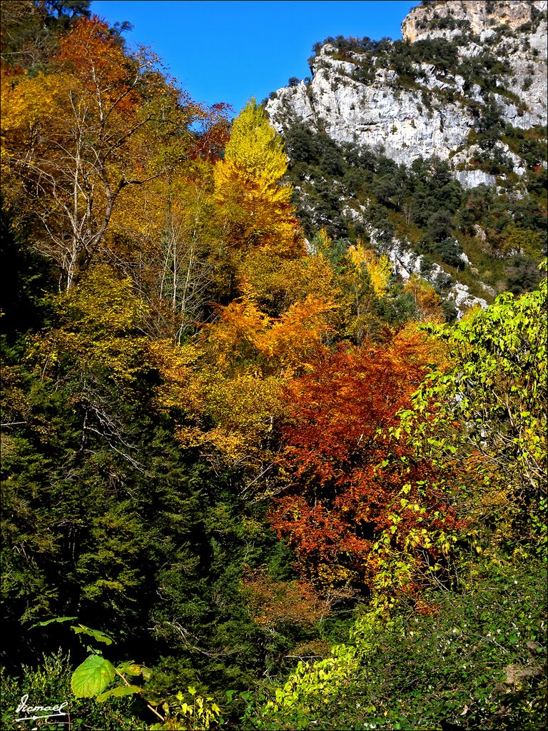 101104-055 OTOÑO EN EL CAÑON DE AÑISCLO by Víctor Manuel Mamblo…