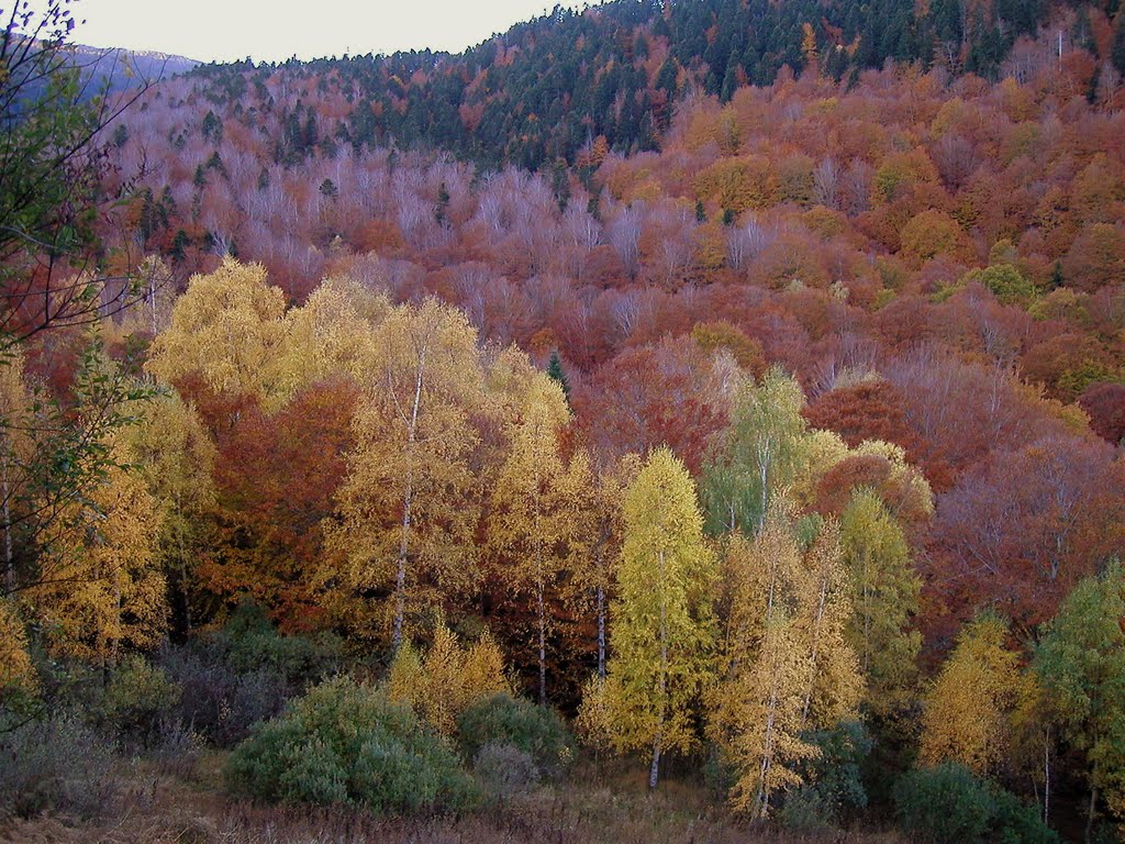 Counozouls ; forêt d'automne by raoul81