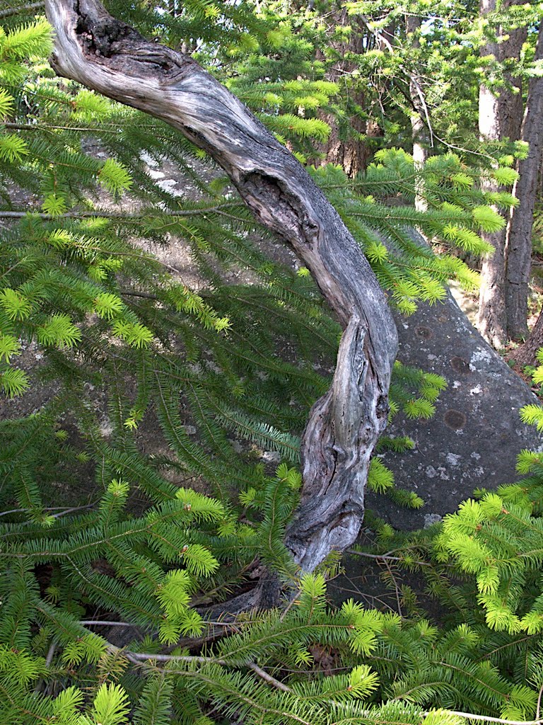 Fir trees at Campbell Point, Mayne Island by Alison Rintoul