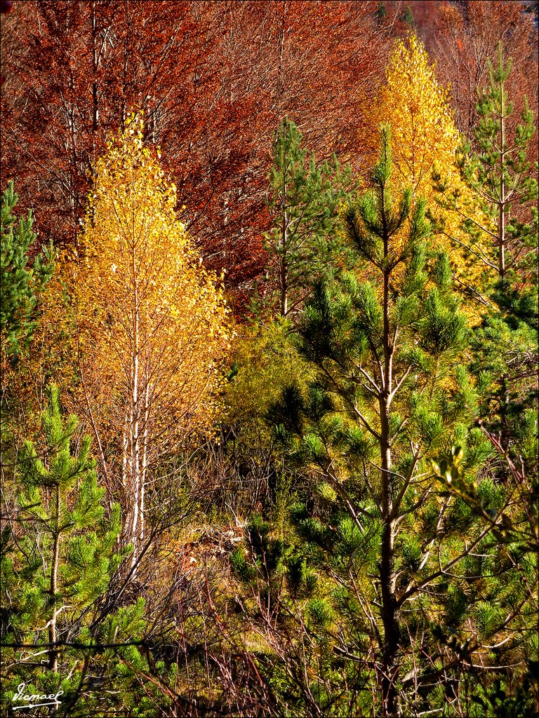 101105-015 OTOÑO EN EL VALLE DE PINETA by Víctor Manuel Mamblo…