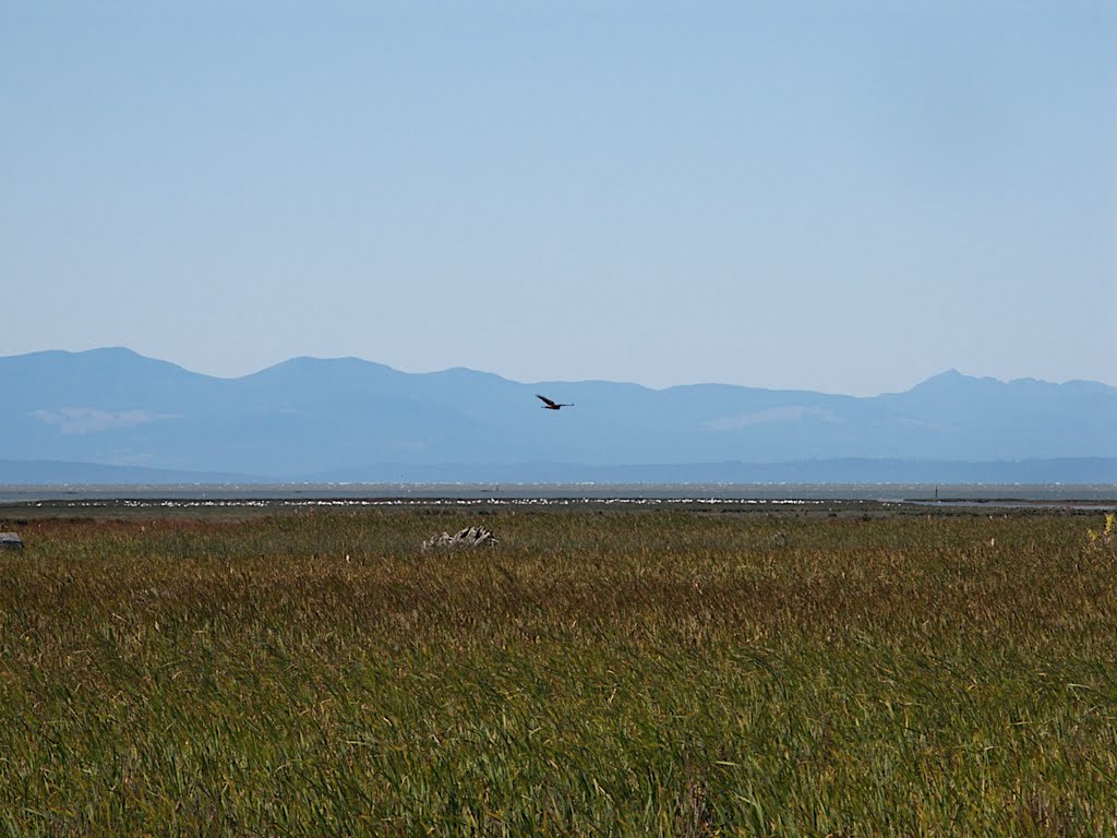 Reifel Bird Sanctuary by Alison Rintoul