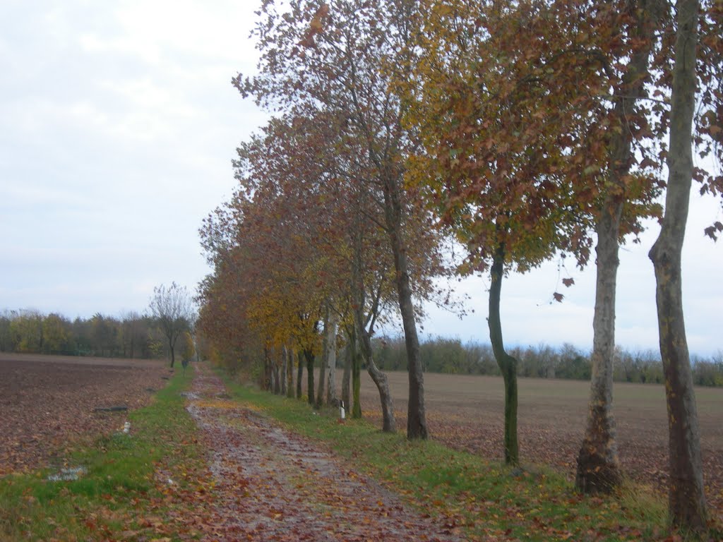 COLORI D'AUTUNNO by ALESSANDRODM