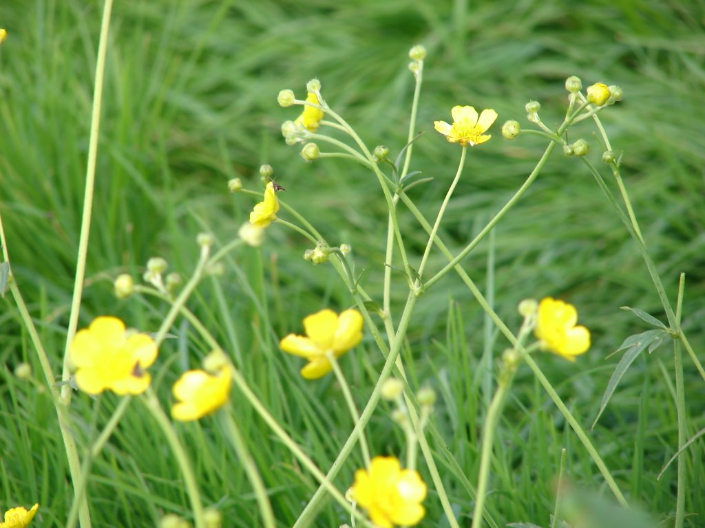 Roadside Flowers by naumanmalik