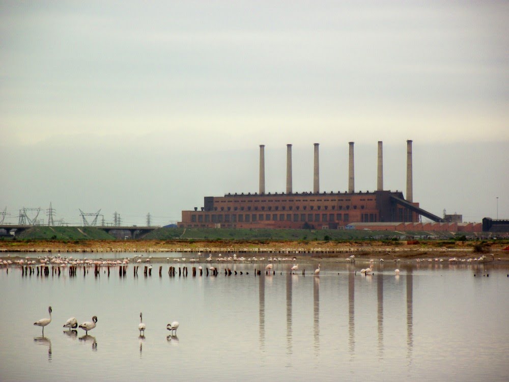 Swartkops Power Station and flamingoes by Firefly Africa