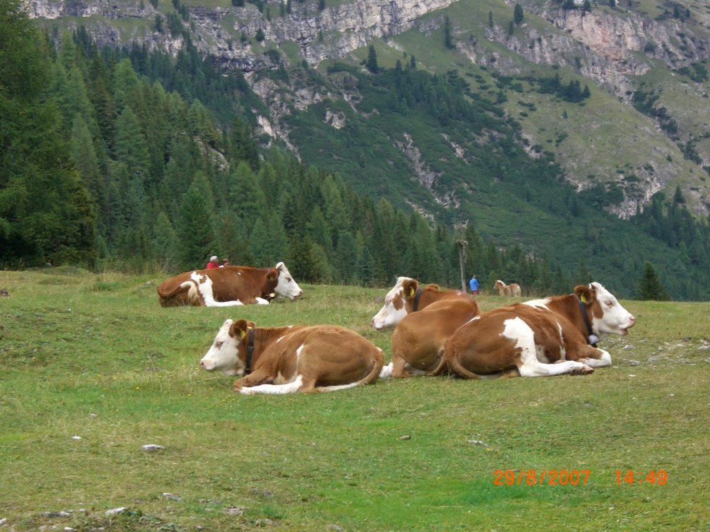 Mucche in val lunga (E.Corallini) by edoardocorallini