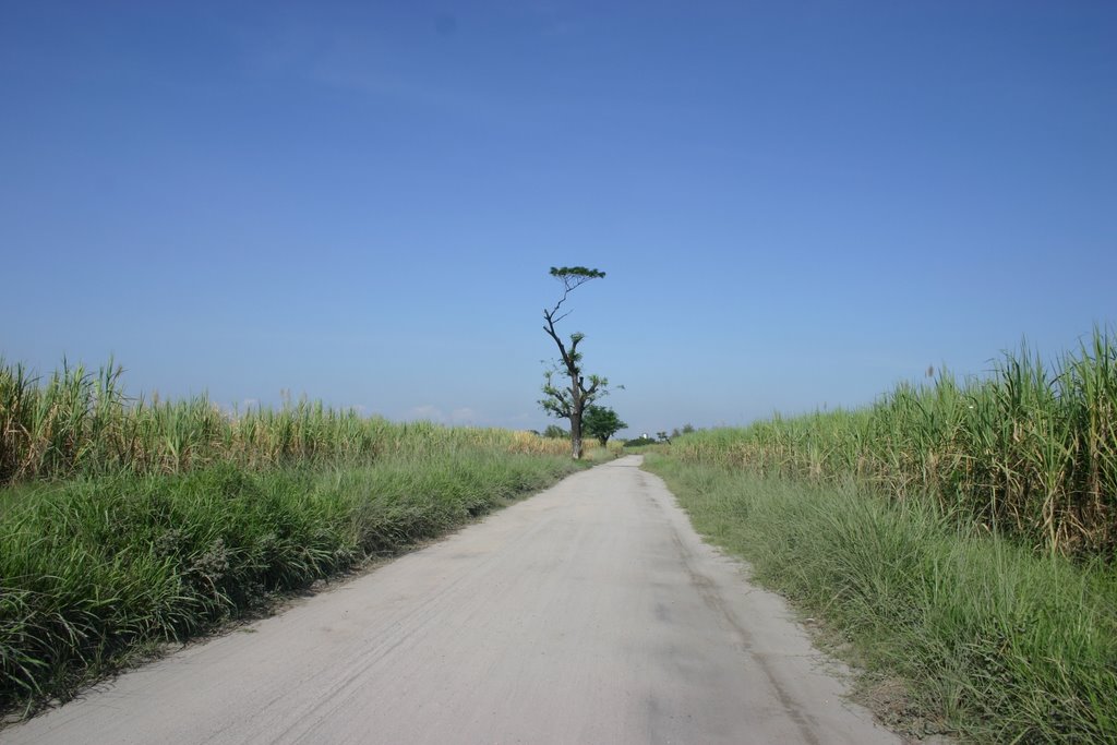 Inside Hacienda Luisita, Between Bo. San Miguel & Buenavista, Tarlac by cabanerofr