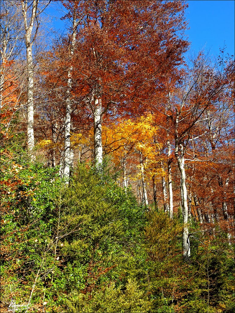 101105-077 OTOÑO EN EL VALLE DE PINETA by Víctor Manuel Mamblo…