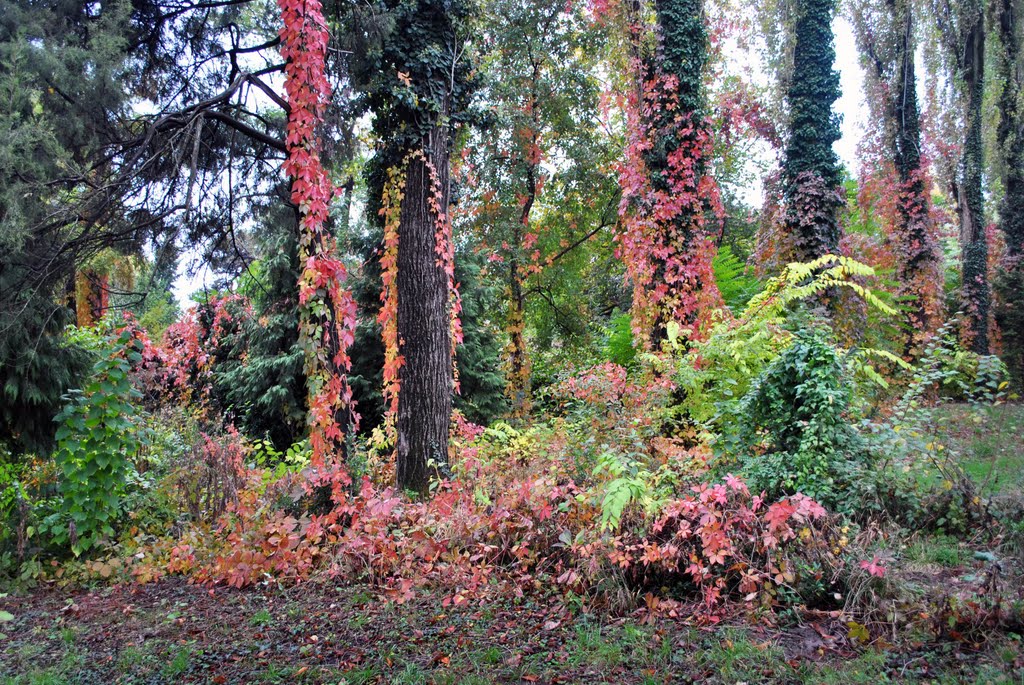 Botanical Garden by Ovidiu Anca