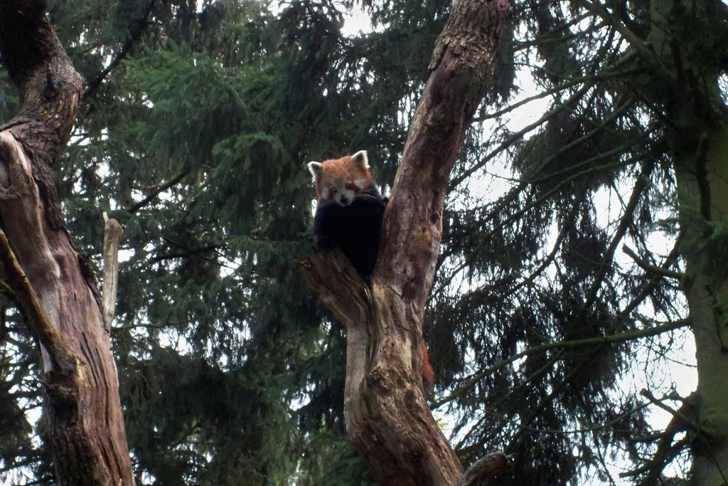 Rode panda in dierenpark Wissel by axelsbotje