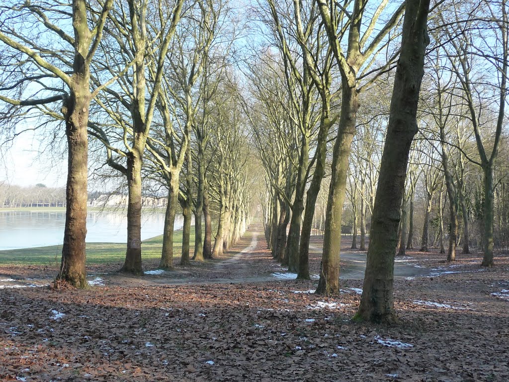 Les platanes de la pièce d'eau des Suisses by marper