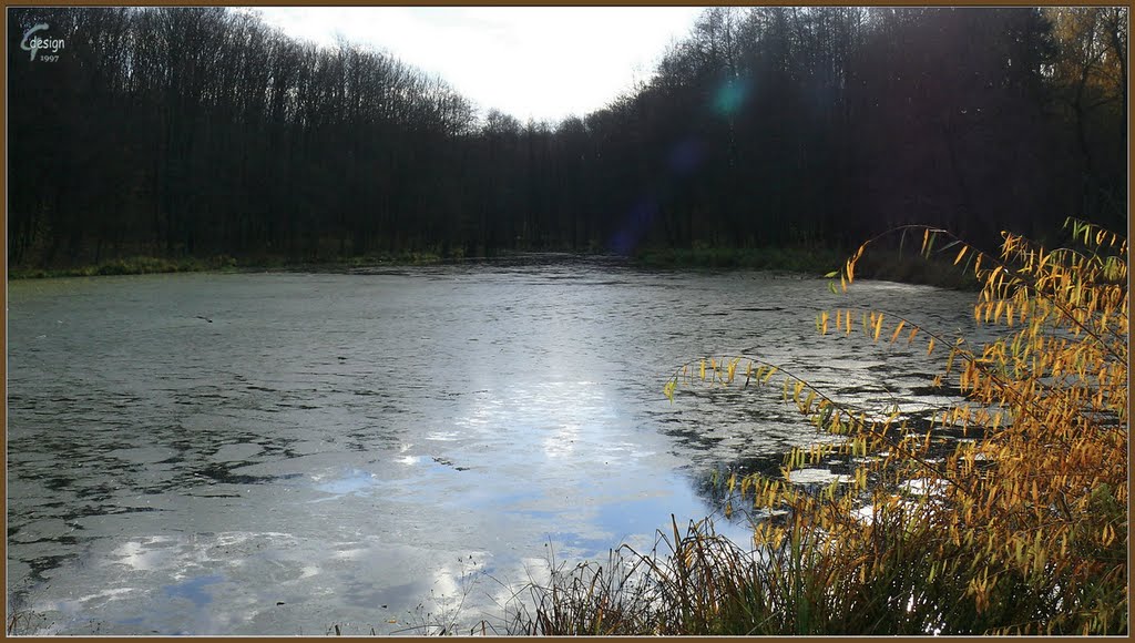 Закинутий став / Abandoned pond 11.11.2010 13:41:45 Поділля / Podillya by GreGor'yMG