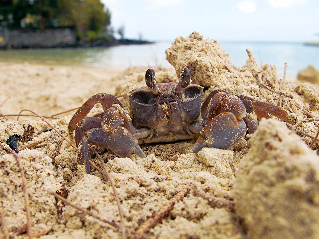 Crab at Pereybere public beach by Oleg Lukyanov