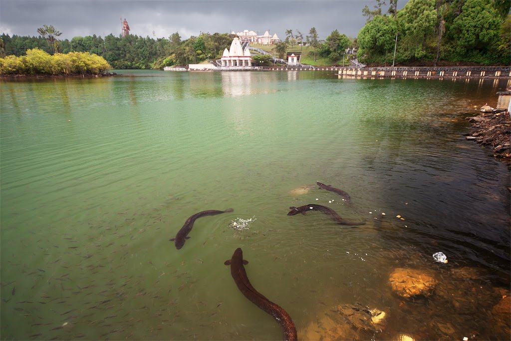 Giant eels at Grand Bassin Hindu Temple by Oleg Lukyanov