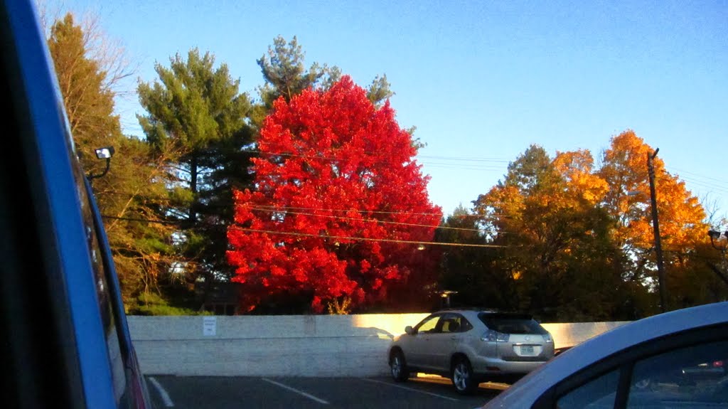 WTTG Back parking lot colors for Karra by Camera Person