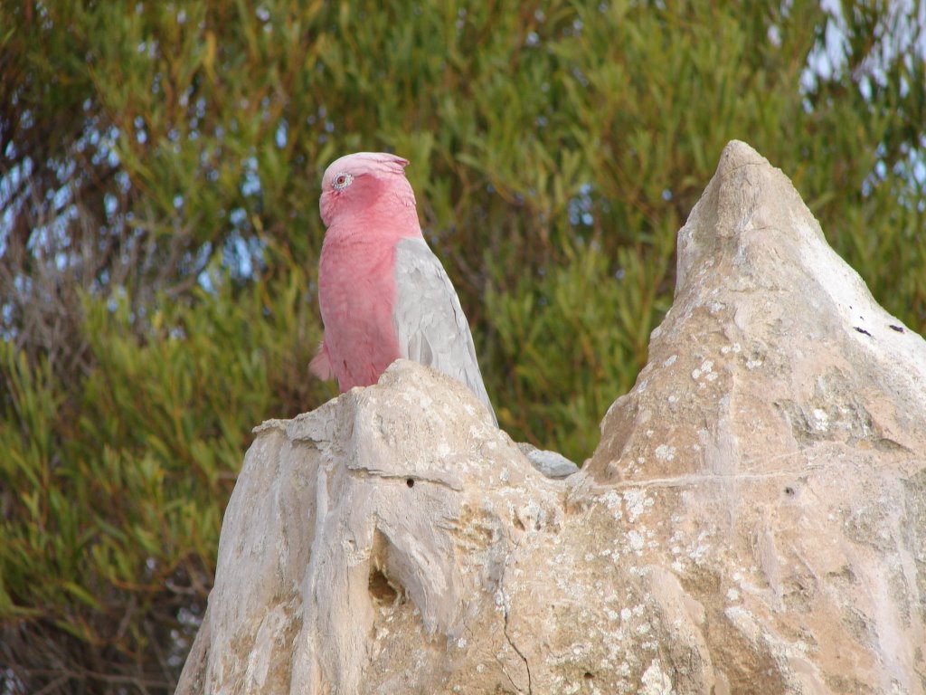 The Pinnacles - Galah on rock by Derek Graham