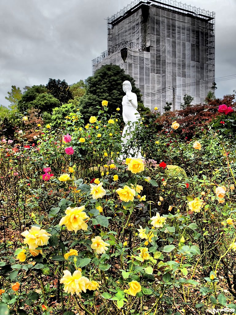 Yatsu rose garden 谷津バラ園 by nagano8609