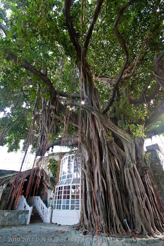 Giant Jungle Tree at the El San Juan Hotel by djn_studios