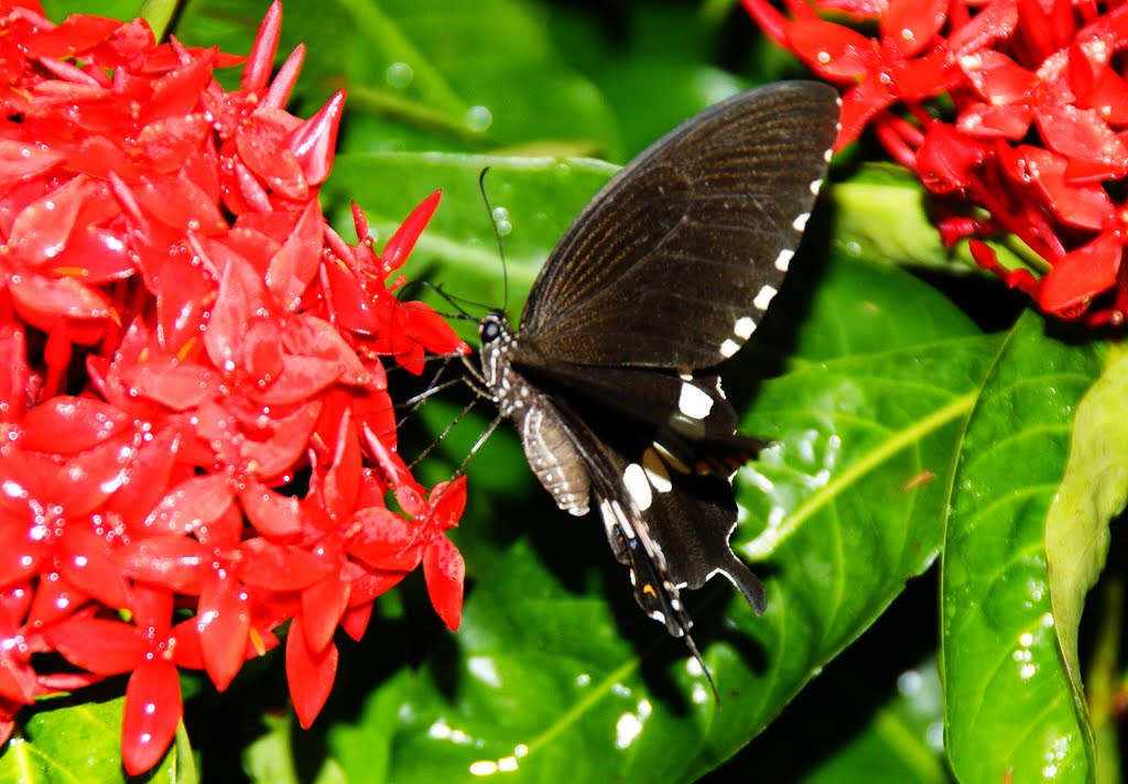 Airport Butterfly Garden 星加坡機場內蝴蝶園 by Cheuk