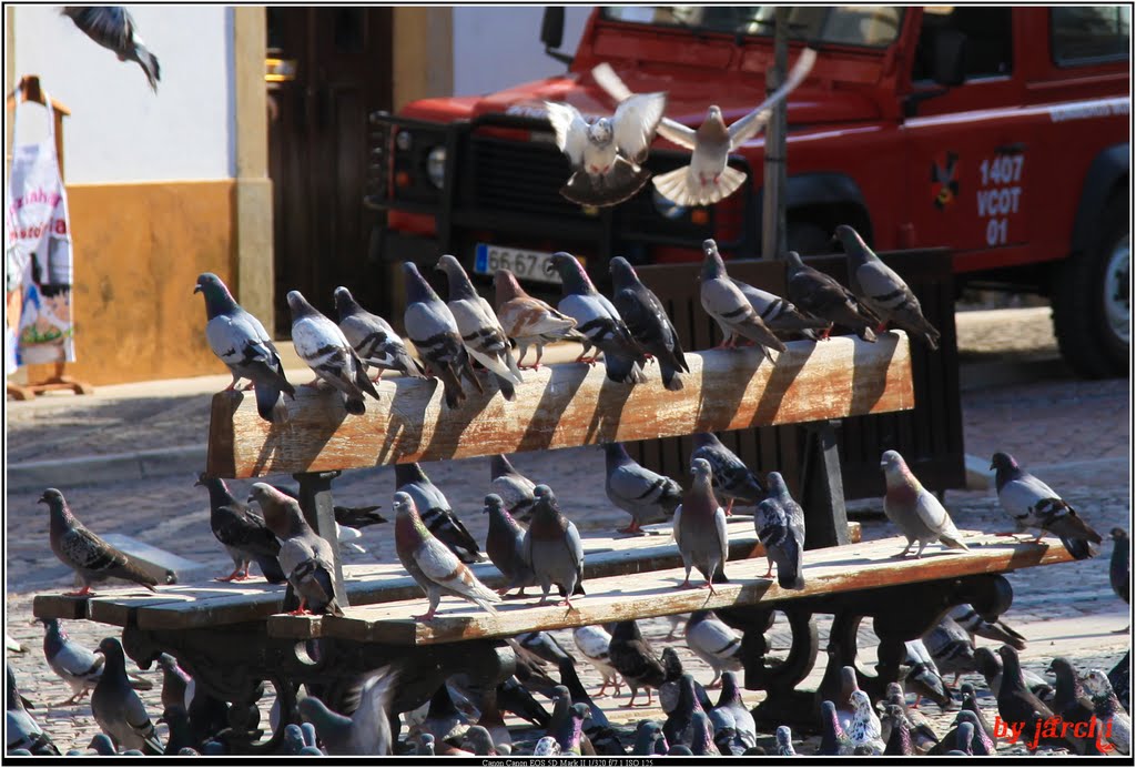 Pigeons place de TOMAR by JARCHI