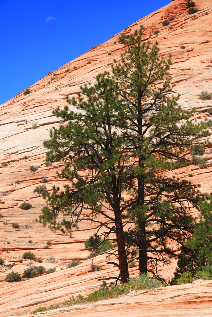 Two Trees and a Moon, Zion National Park, Utah by Damon Tighe